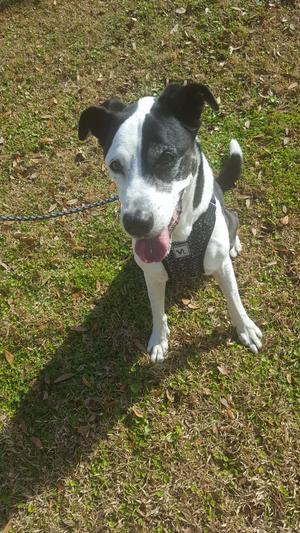 Domino - on his furst trip to the park.