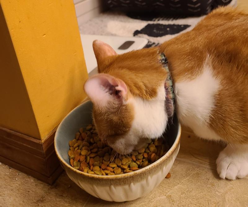 HARTZ Delectables Gravy Non Seafood Chicken Lickable Cat Treats, 1.4oz