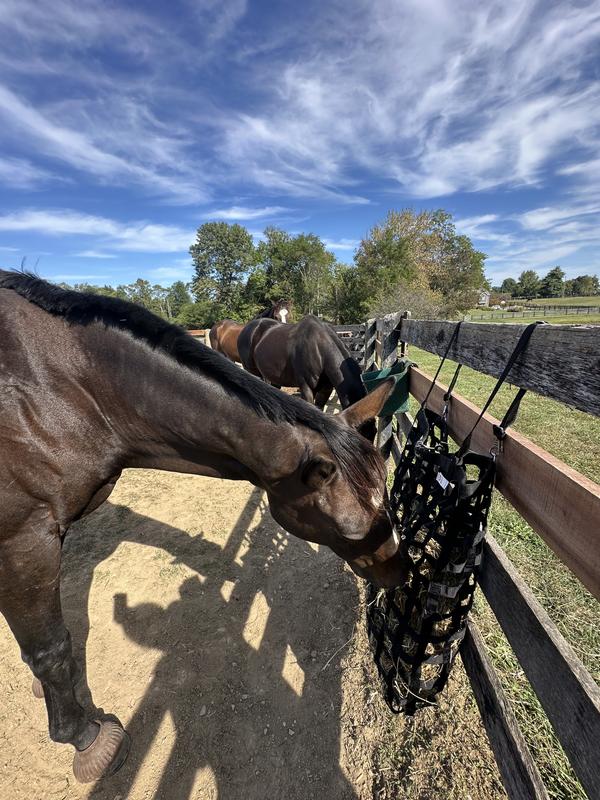 Happy horses, happy barn owner!