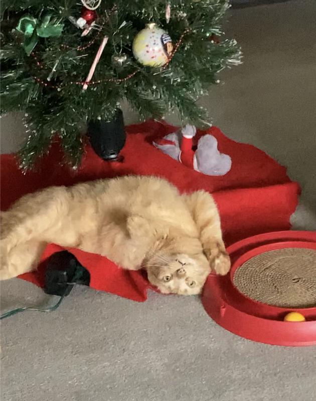 His best Christmas gift ever!