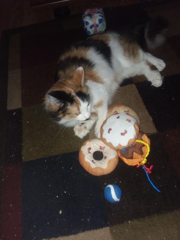 These toys were from the brunch goody box. They came with donuts, waffles, tacos , and pancake toys stuffed with catnip. Also came with a bandana and all kinds of treats.
