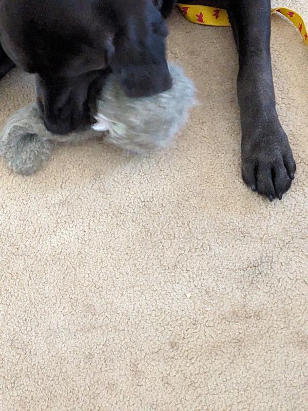 Still photo, the video would show a very active chase!