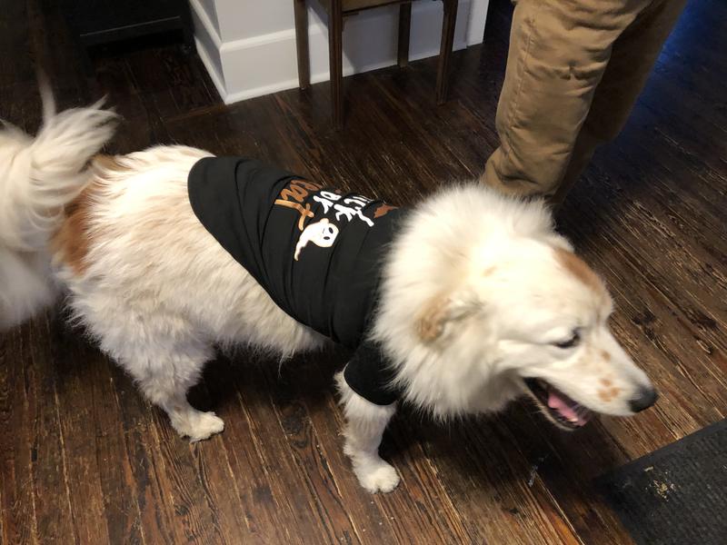 FRISCO Trick or Treat Dog Cat T-Shirt, Small