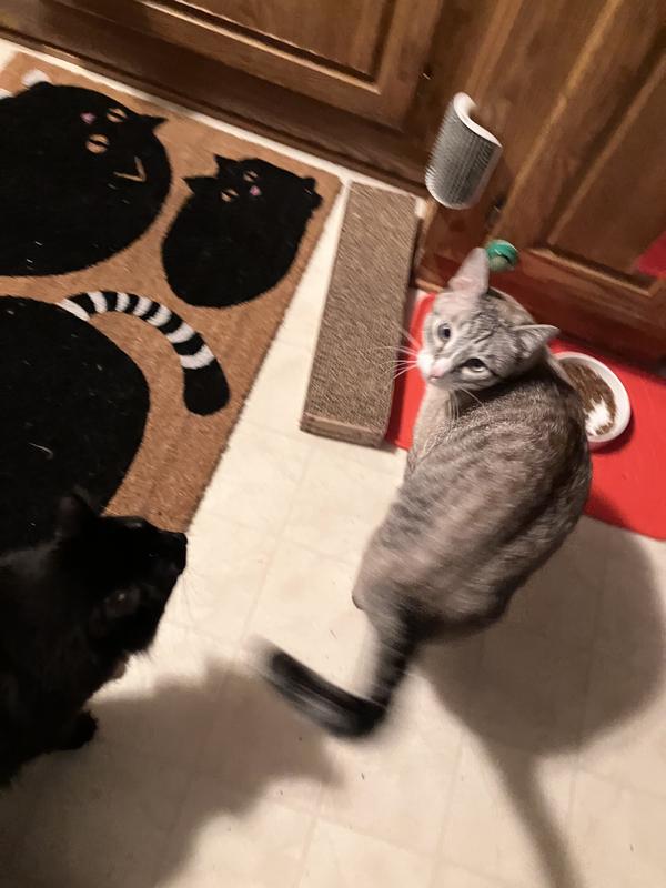 Trouble says,”get the camera out of my face!”