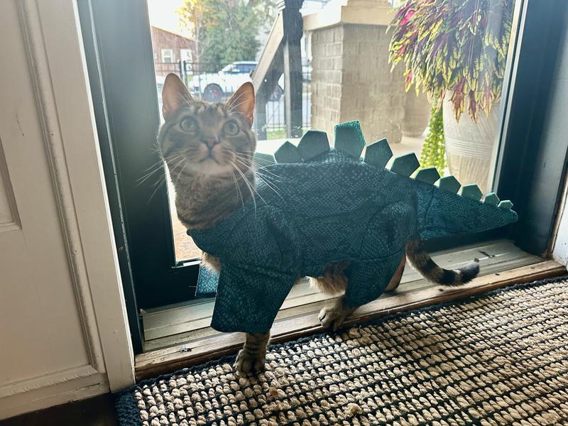 Cat-o-saurus
