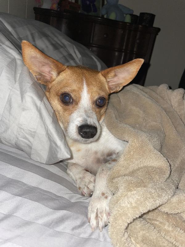 Stewart loves his superfood chews