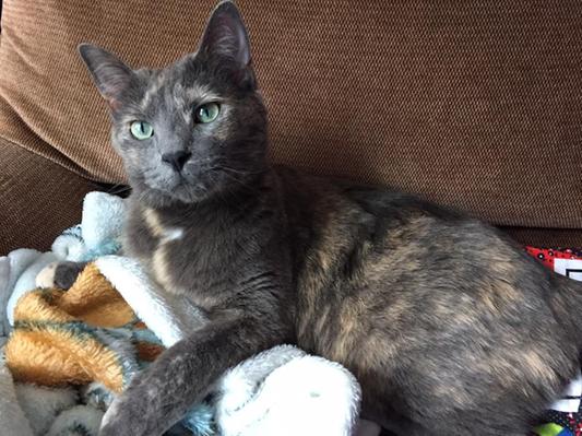 My cat Kilala.
