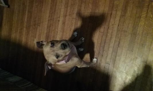 my staffy girl, who suffers from skin issues