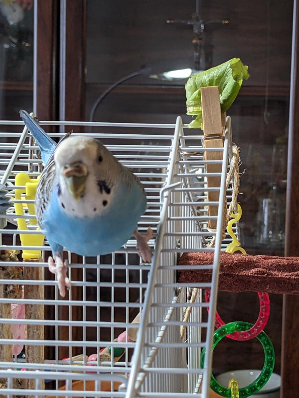 My pretty little bluebird.