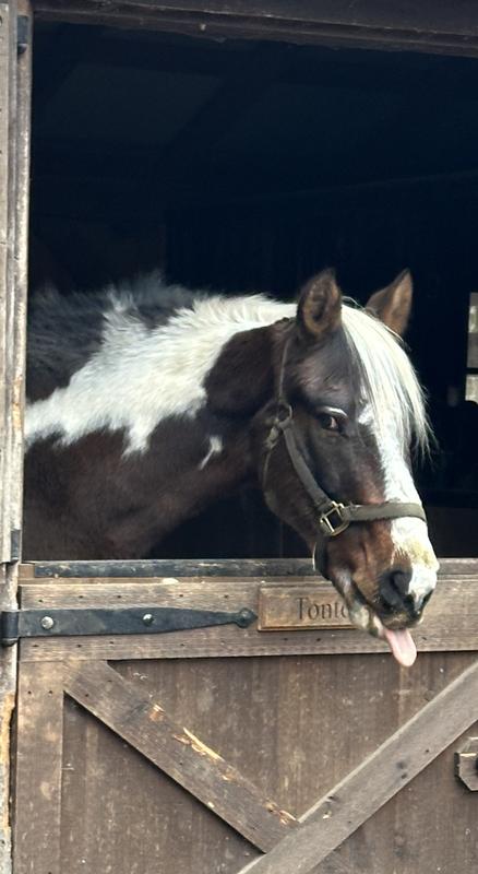 Yep his tongue is hanging out!