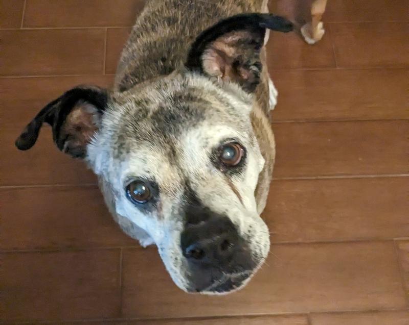 Shelby - my oldest rescue
