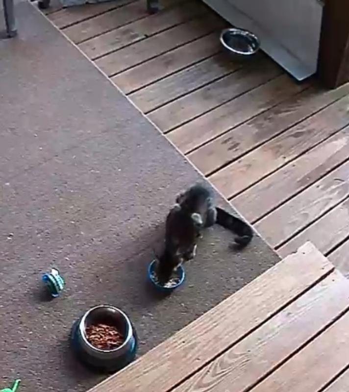 One of my Ferals enjoying the Blackwood Bounty