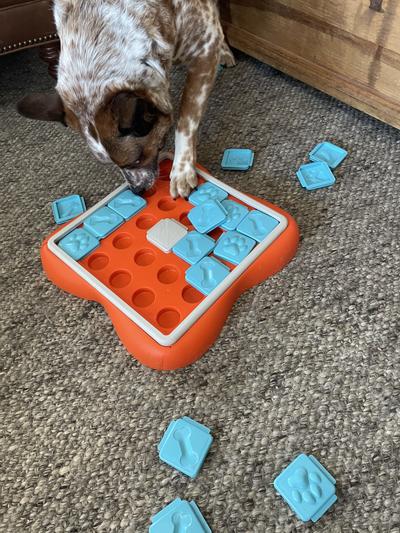 Challenge Slider Interactive Treat Puzzle Dog Toy, Multi