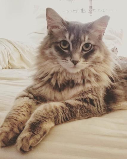 Lily, my Feral Princess