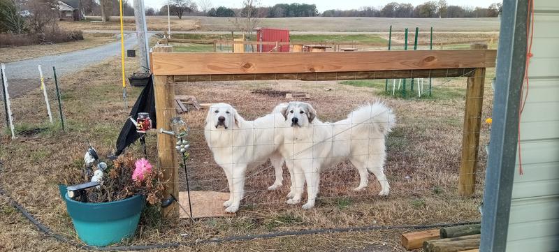 My boys Silo and Ranger.  Lots of grooming time !