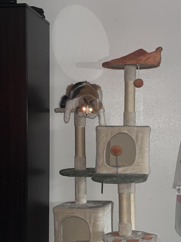 Her being creepy in the early morning on the cat tree
