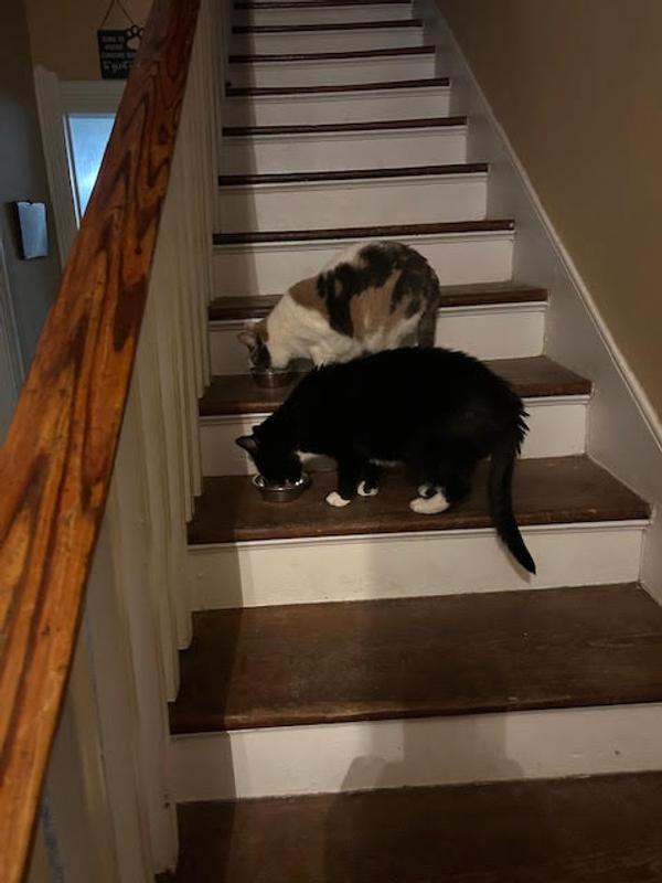 Not a lot of broth, but the cats still like it.