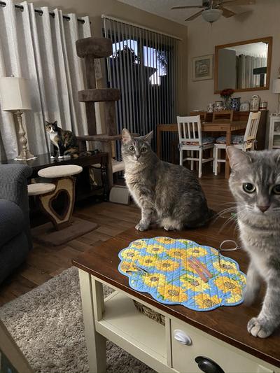 3 happy and grateful cats!