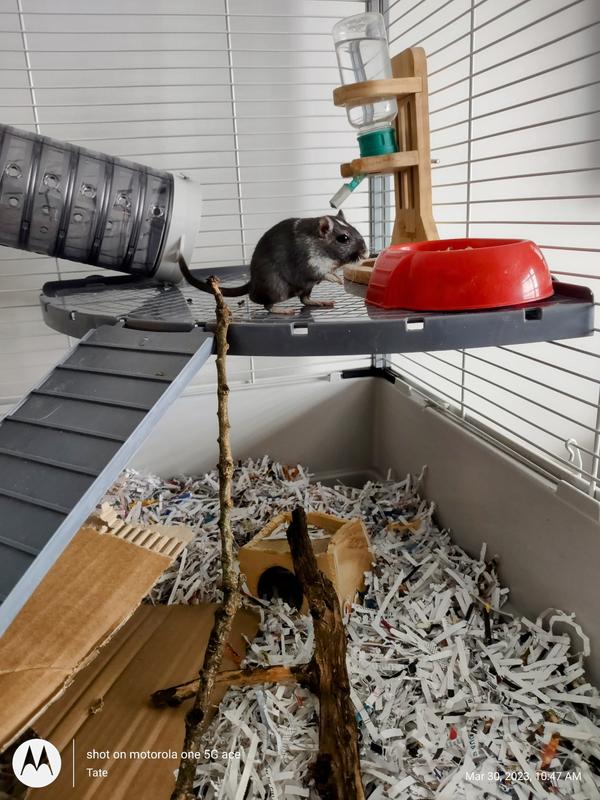 FERPLAST TwoStory Tower Ferret Cage