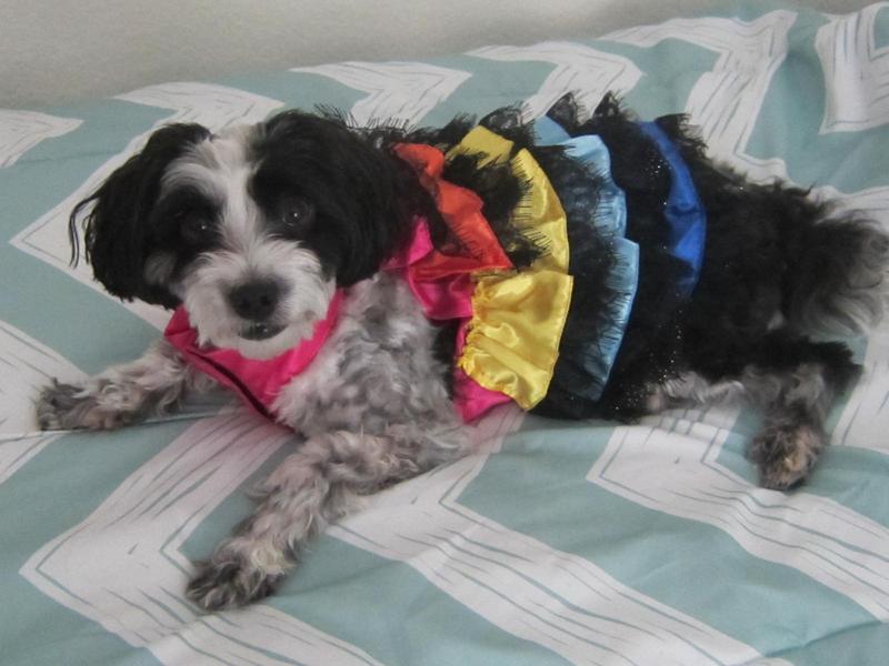 Frisco Summer Ruffle Hem Dog & Cat Dress