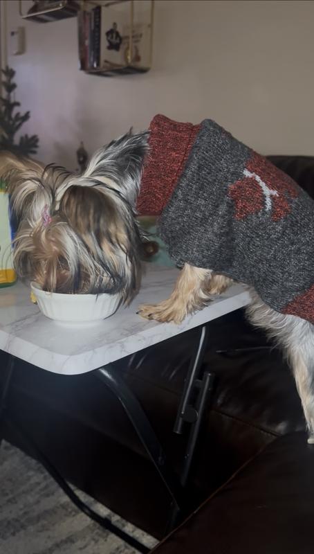 Luxury Dog Food Meets a Very Opinionated Yorkie