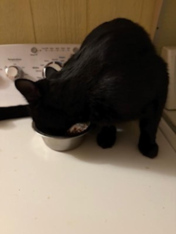 Winston and Ghost love NALA