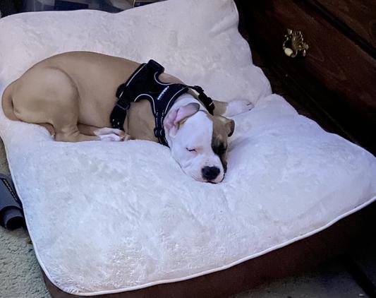 My American Bulldog Bailey