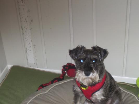 Billy, the dancing dog
