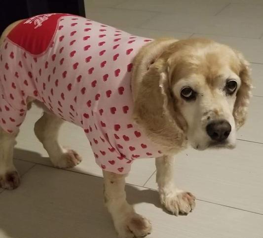 Her Chewy jammies.
