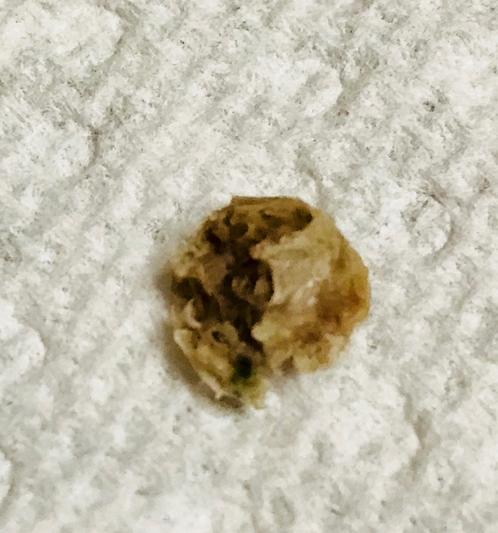 One of the Rocks that I was constantly digging out