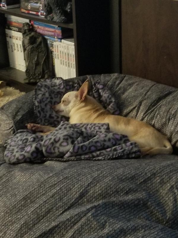 Chihuahua LOVES IT