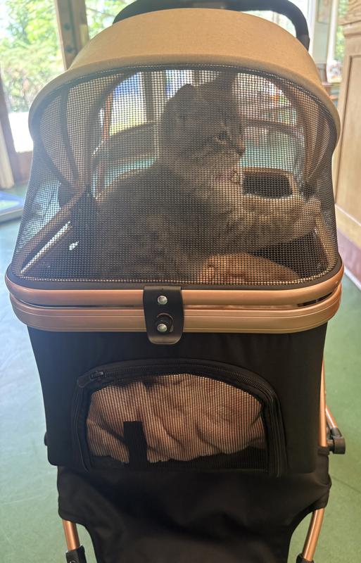 Princess in her carriage