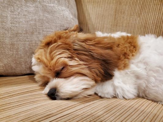 Petpost tear stain soft chews sale