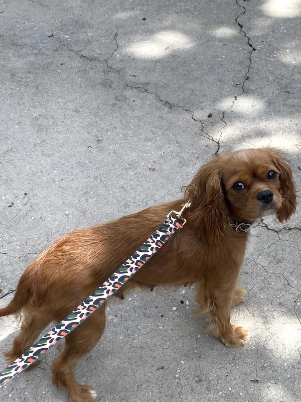 Collar and matching lead.