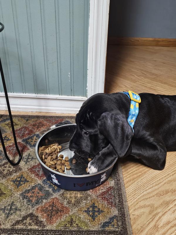 It's tough being a puppy, but isn't my collar adorable?!