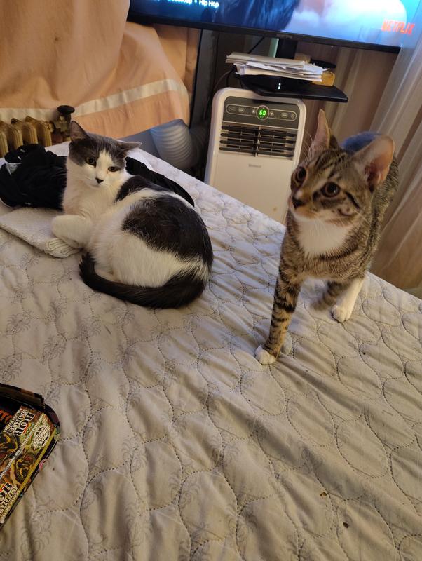 Photo added to show the size of the cats that used the product weight at the time 15 & 11 lbs