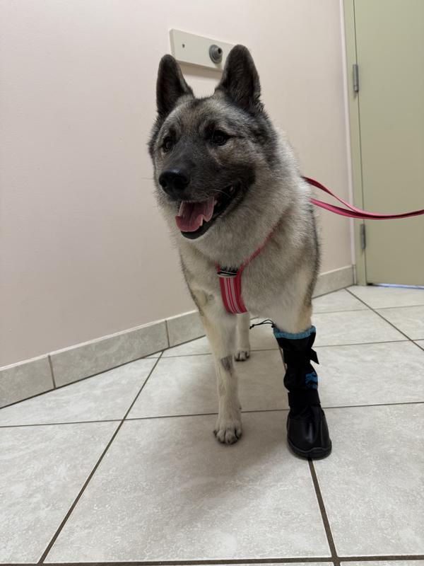 MEDIPAW Rugged Dog Cat Protective Boot, Short