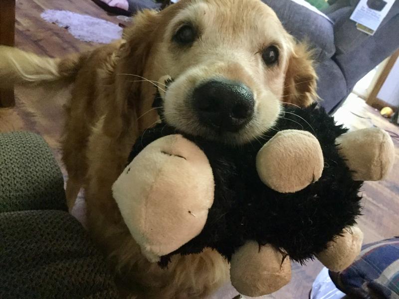 Hailey with the only stuffed toy she has ever liked.