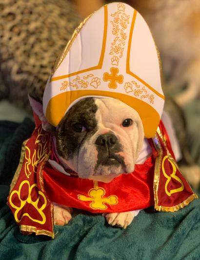 Pope dog outlet costume