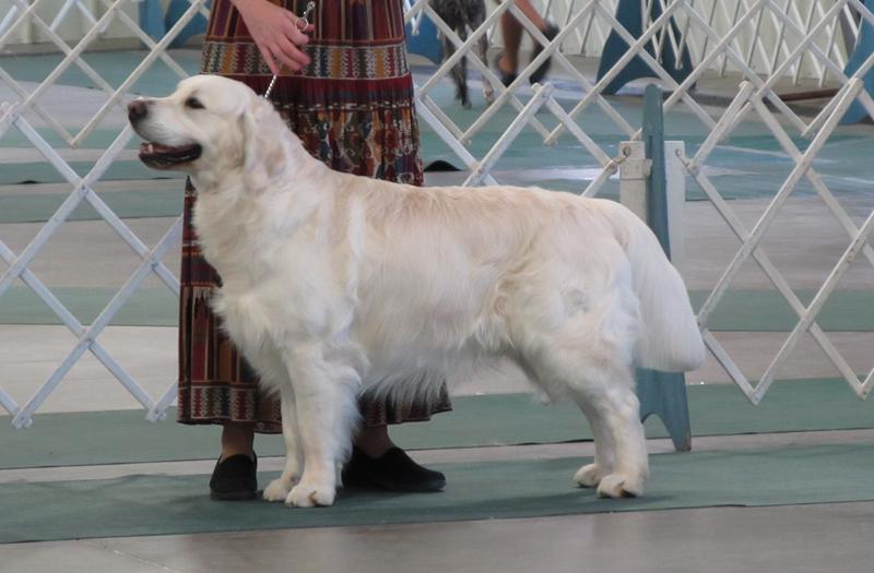 Animed dog clearance care muscle up