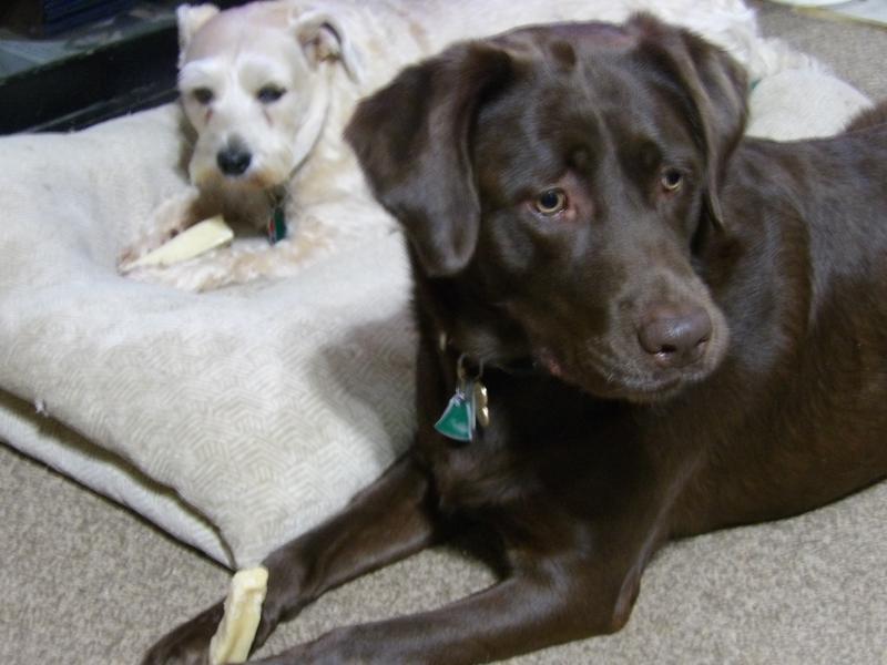 Truly Scrumptious & Chakotay enjoying Pawfect Himalayan Cheese Bars Dog Chews
