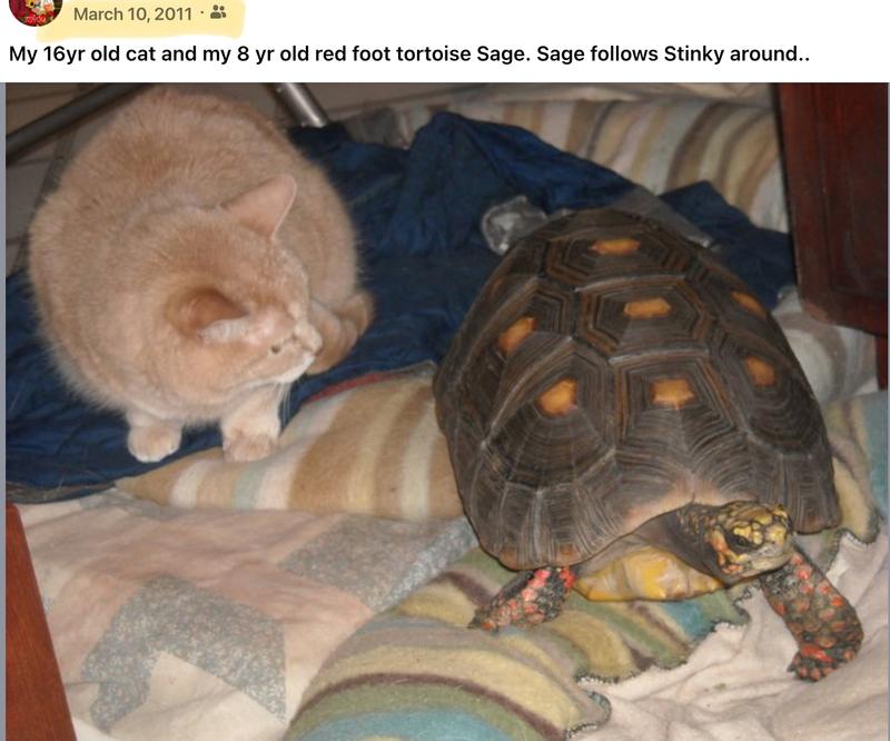 Stinky and Sage were Best buds..Stinky use to bat Sage around like a ball when he was a baby the size of half a hard boiled egg..