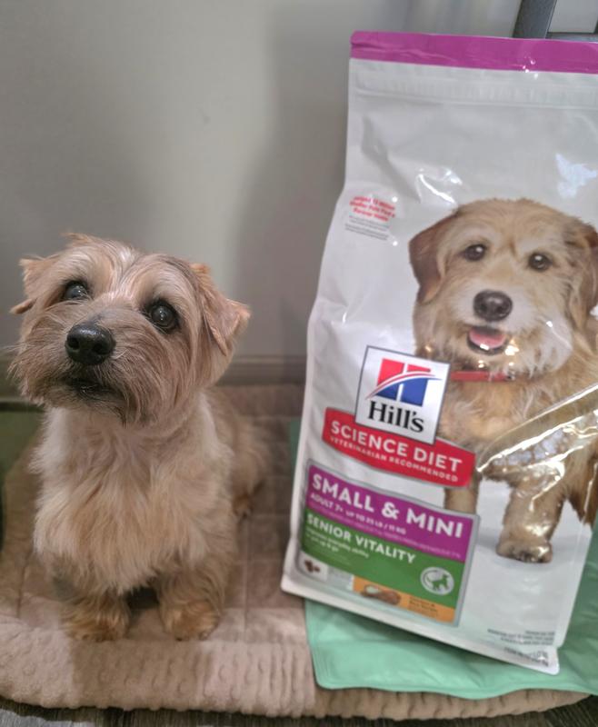 Ig: Quincynorfolkterrier