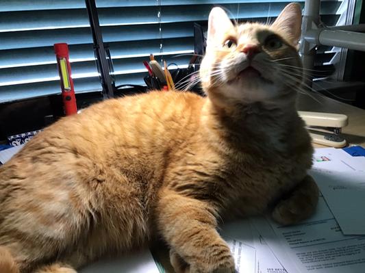 Juice lounges on my desk