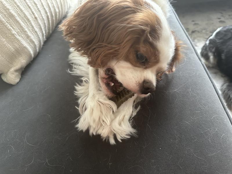 Bandits first time eating one!