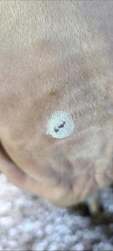 A little cavalor Lurax