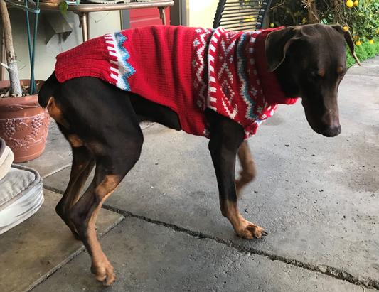Moose loves his new sweater!