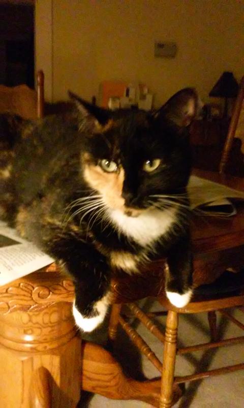This is Padgett. She's either a Manx or a bobtail.