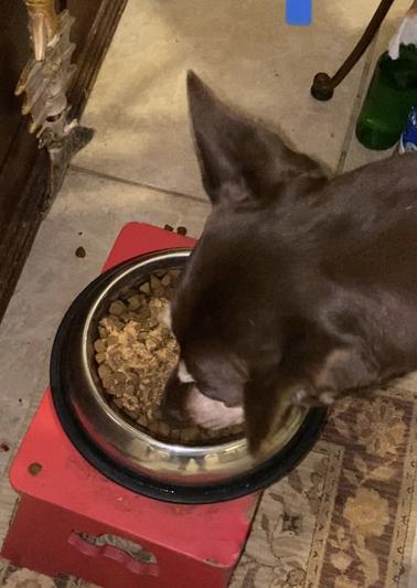 Bella dry dog food reviews sales