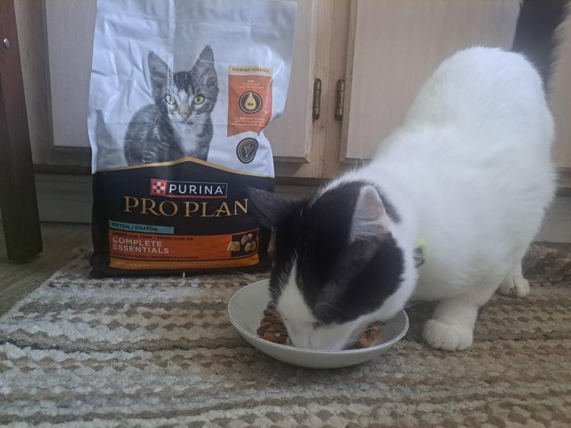 PURINA PRO PLAN Complete Essentials Shredded Blend Chicken & Rice Formula  Natural Kitten Dry Cat Food, 12.5-lb bag - Chewy.com